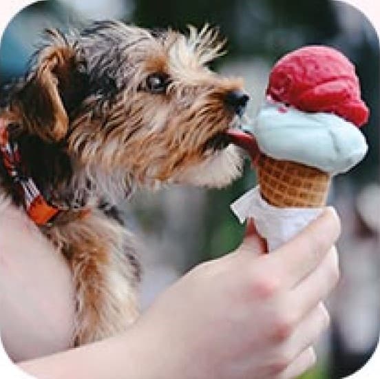 picture with icecream